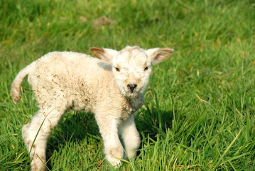 Obraz premium spring, new born lambs