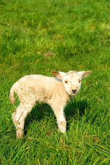 spring, new born lambs