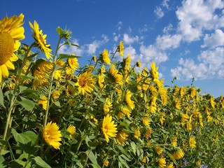 wall of yellow sunflowers