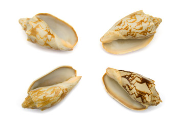 four conches, close-up