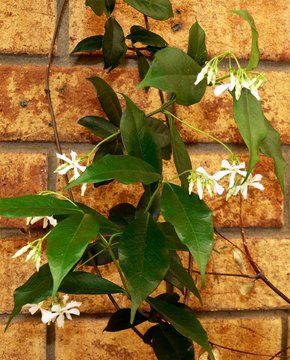 Star Jasmine