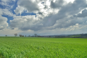 paysage gris, vert