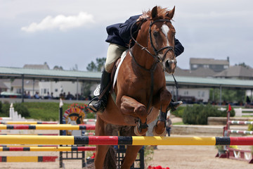 horse & rider showjumping