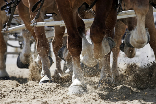 draft horse hooves in action