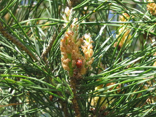 rimed pine tree