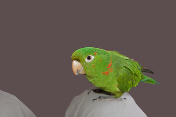 conure