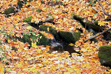autumn in the forest