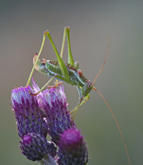 grasshopper