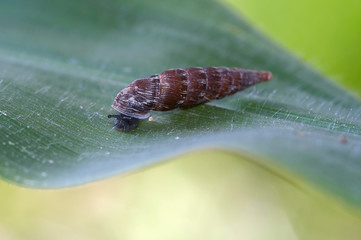 little snail on the leaf