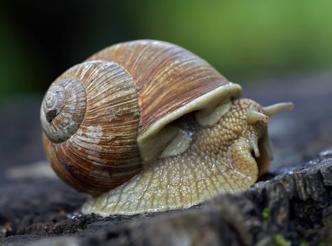 old snail