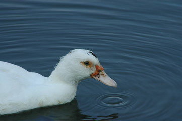 white duck