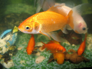 pesce rosso comune