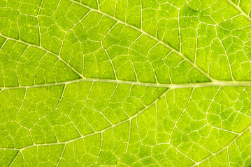 leaf details 002