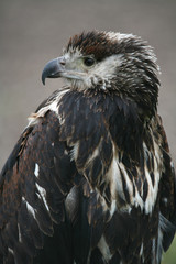 schreiseeadler