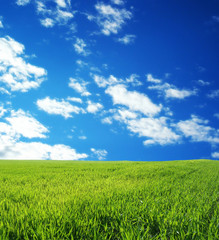 Obraz premium wheat field over beautiful blue sky 5