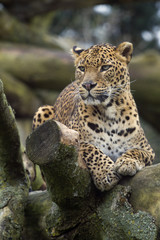 Obraz premium amur leopard