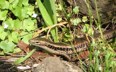 skink