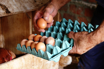 recolector de huevos de gallina © Alexbedoya