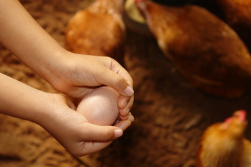 recolector de huevos de gallina 2