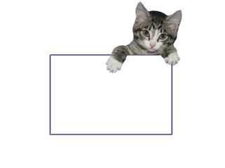 framework with a kitten