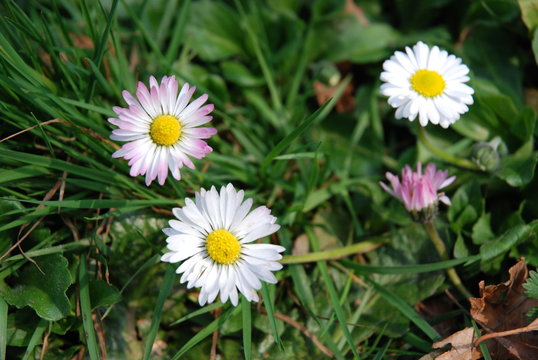 primavera