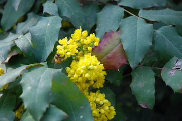fiorire