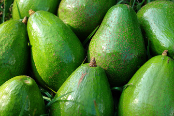 aguacates - avocado