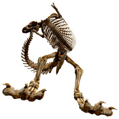 trex bones - 09