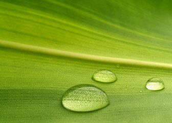 plant leaf