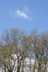 un nuage passant