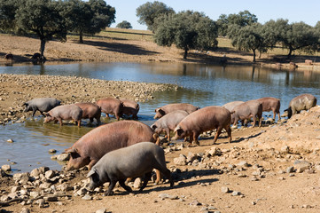 cerdos ibéricos