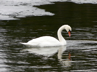 swan