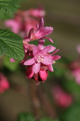 Obraz premium flowering redcurrant