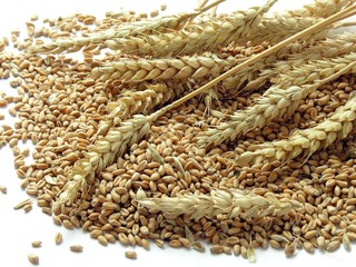 wheat grains and ears