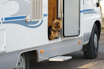 camping-car et chien.