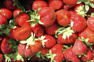 barquette de fraises