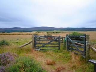 Fototapeta na wymiar gates and fields scotland