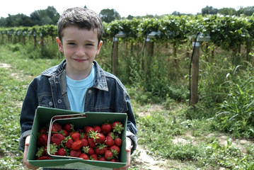 enfant tenant une barquette de fraises