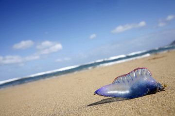 Fototapeta na wymiar meduzy na plaży