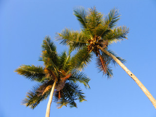 palme caraibiche da vicino