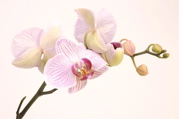 Fotobehang roze orchidee © Martin Garnham