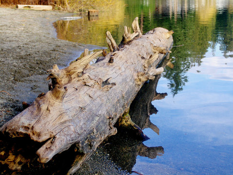 Hollow Log In The Lake