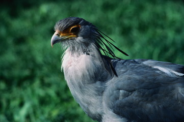 secretary bird