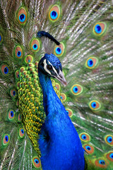colorful blue ribbon peacock