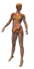 female anatomy - musculature with skeleton