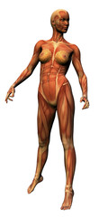 female anatomy - musculature