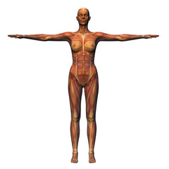 female anatomy - musculature with skeleton