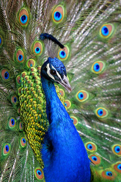 Fototapeta colorful blue ribbon peacock