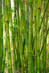 Fototapeta na wymiar bamboo stalks