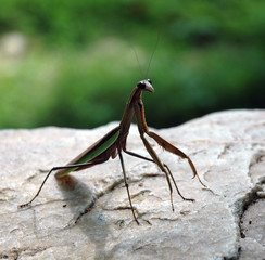 praying mantis